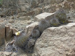 Copiapoa atacamensis