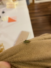 Closterotomus norwegicus