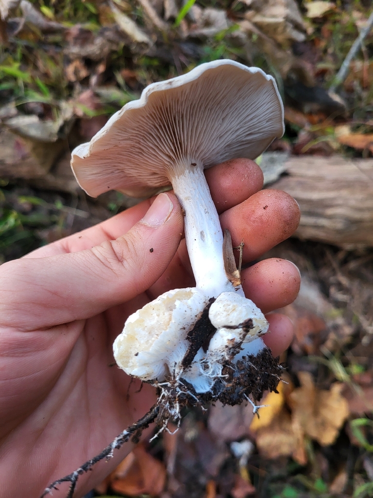 Entoloma abortivum · November 2025 · photo: © plantpunk (iNaturalist, cc-by)