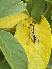 Zelus armillatus