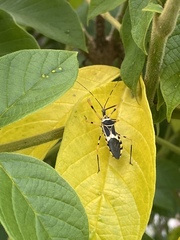 Zelus armillatus