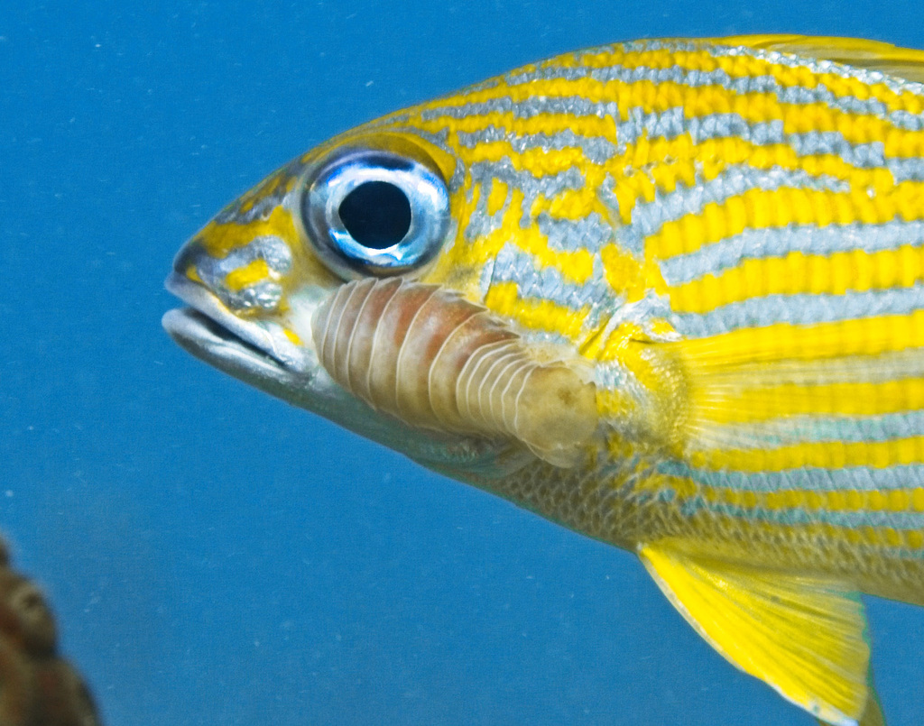 Anilocra haemuli