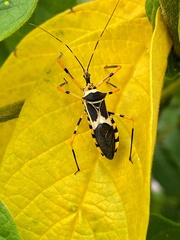 Zelus armillatus