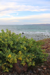 Coulterella capitata