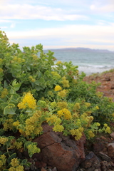 Coulterella capitata