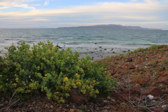 Coulterella capitata