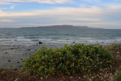 Coulterella capitata