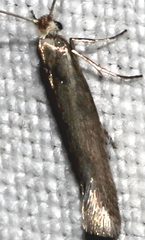 Ocnerostoma friesei