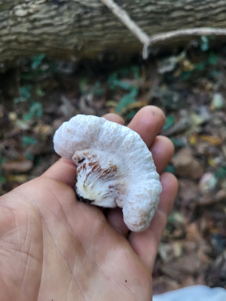 Entoloma abortivum · November 2025 · photo: © plantpunk (iNaturalist, cc-by)