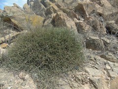 Ephedra breana