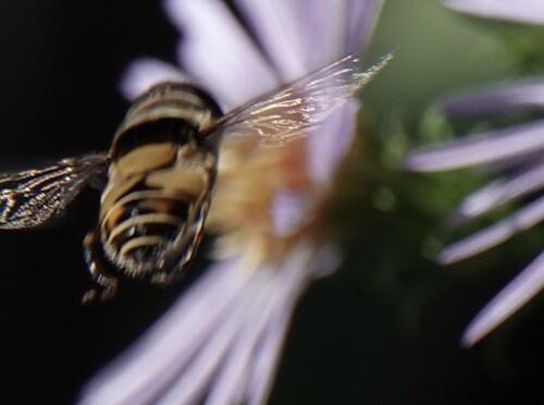 Unknown species found near Pasco County, FL, USA