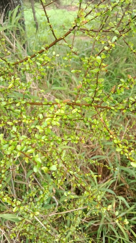 Acalypha capillipes, photograph 6