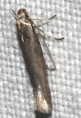 Ocnerostoma friesei