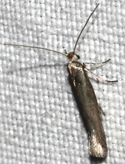 Ocnerostoma friesei