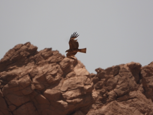 Black Kite