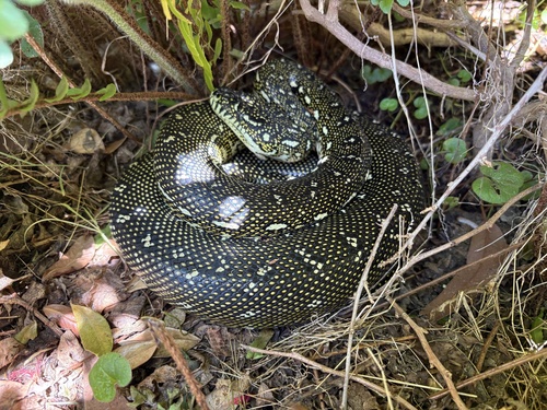 Diamond Python sighting