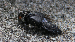 Creophilus oculatus