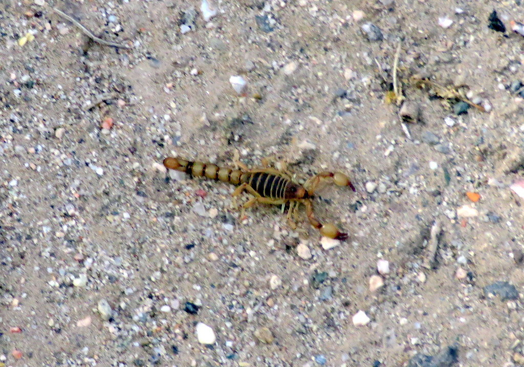 Bothriurus olaen