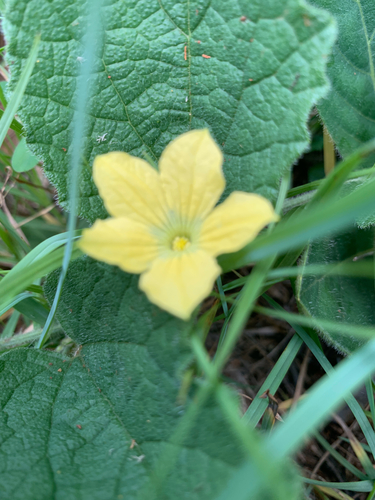 Image of Cucumis hirsutus by (c) Matthew Fainman, some rights reserved (CC BY)