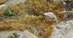 Siphonaria australis