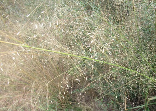 Eragrostis trichodes, photograph 6