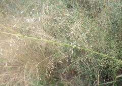 Eragrostis trichodes, photograph (c) Linda Jo Conn, some rights reserved (CC BY)