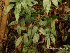 Disporum kawakamii