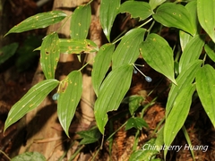 Disporum kawakamii
