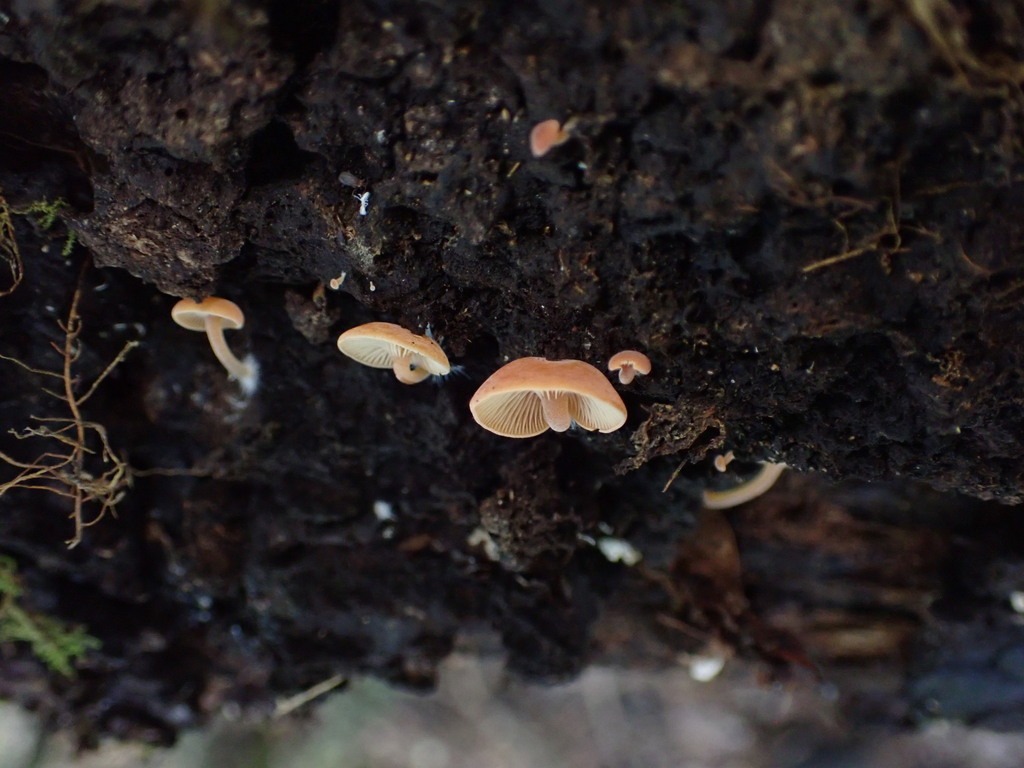 Omphalina wellingtonensis · November 2025 · photo: © lisa_bennett (iNaturalist, cc-by)