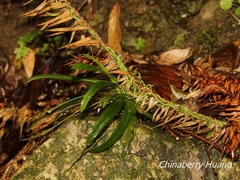 Thrixspermum formosanum