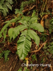 Tectaria polymorpha