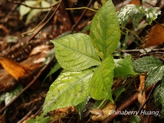 Chloranthus oldhamii