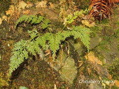 Asplenium ritoense