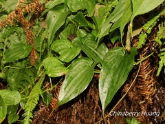 Stemona tuberosa