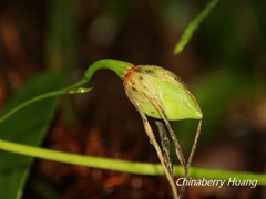 Stemona tuberosa