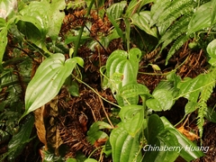 Stemona tuberosa