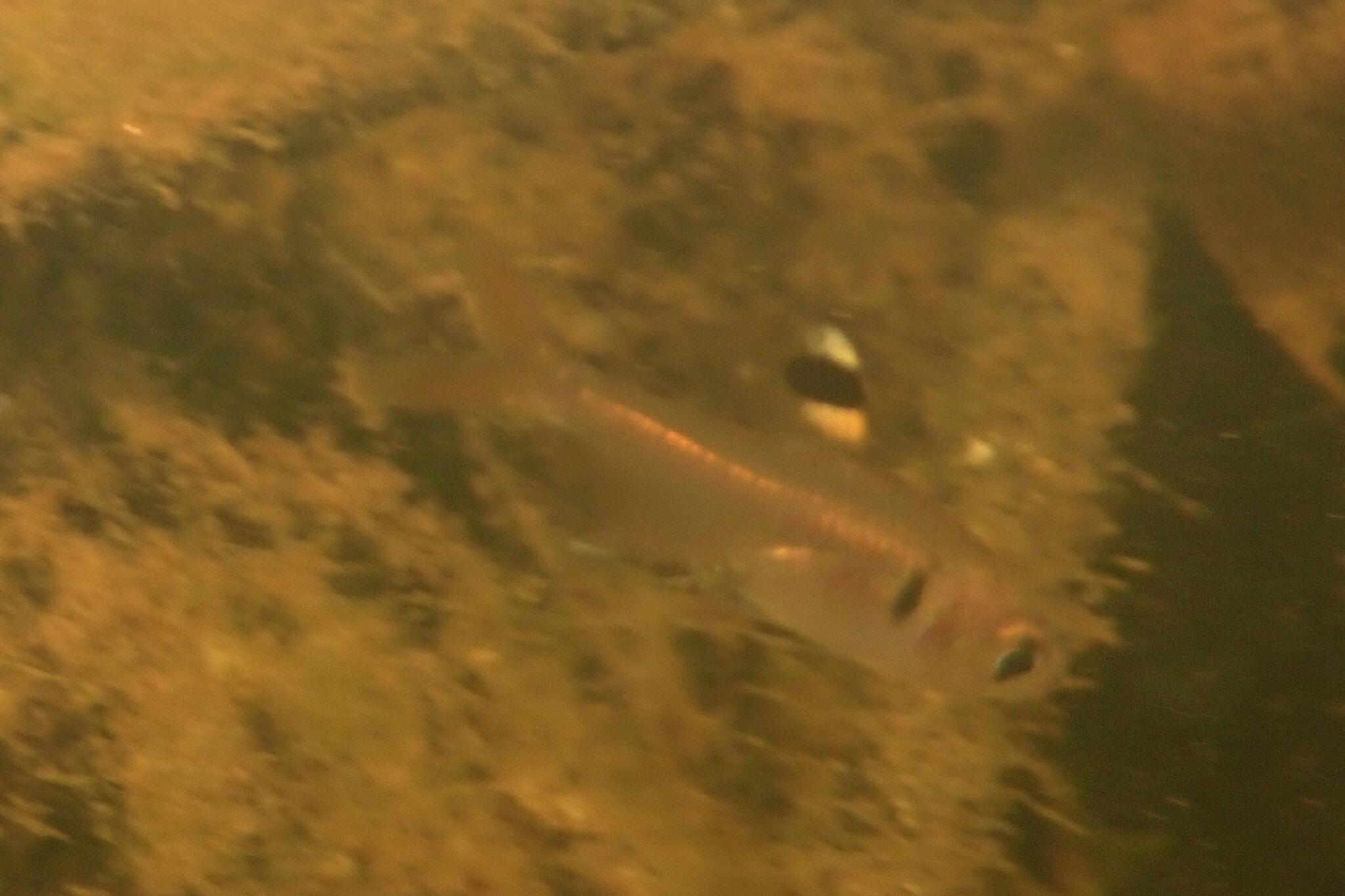False X-Ray Tetra photo 4