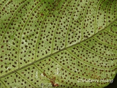 Tectaria polymorpha