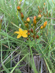 Hypericum aethiopicum