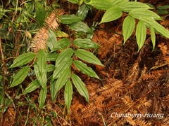 Disporum kawakamii