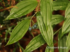 Disporum kawakamii