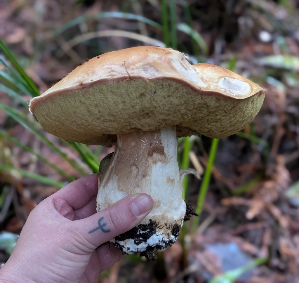 Boletus edulis · November 2025 · photo: © simonele (iNaturalist, cc-by)