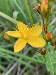 Hypericum aethiopicum