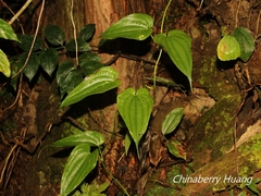 Stemona tuberosa