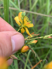 Hypericum aethiopicum