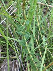 Hypericum aethiopicum