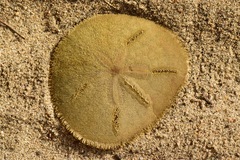 Echinodermata