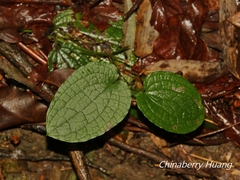 Smilax riparia