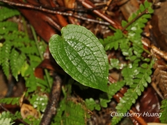 Smilax riparia
