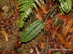 Smilax riparia